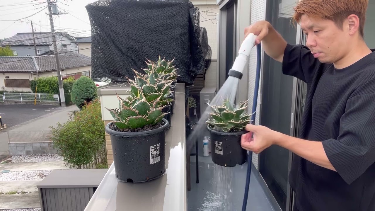 アガベ海王　水やり風景〜