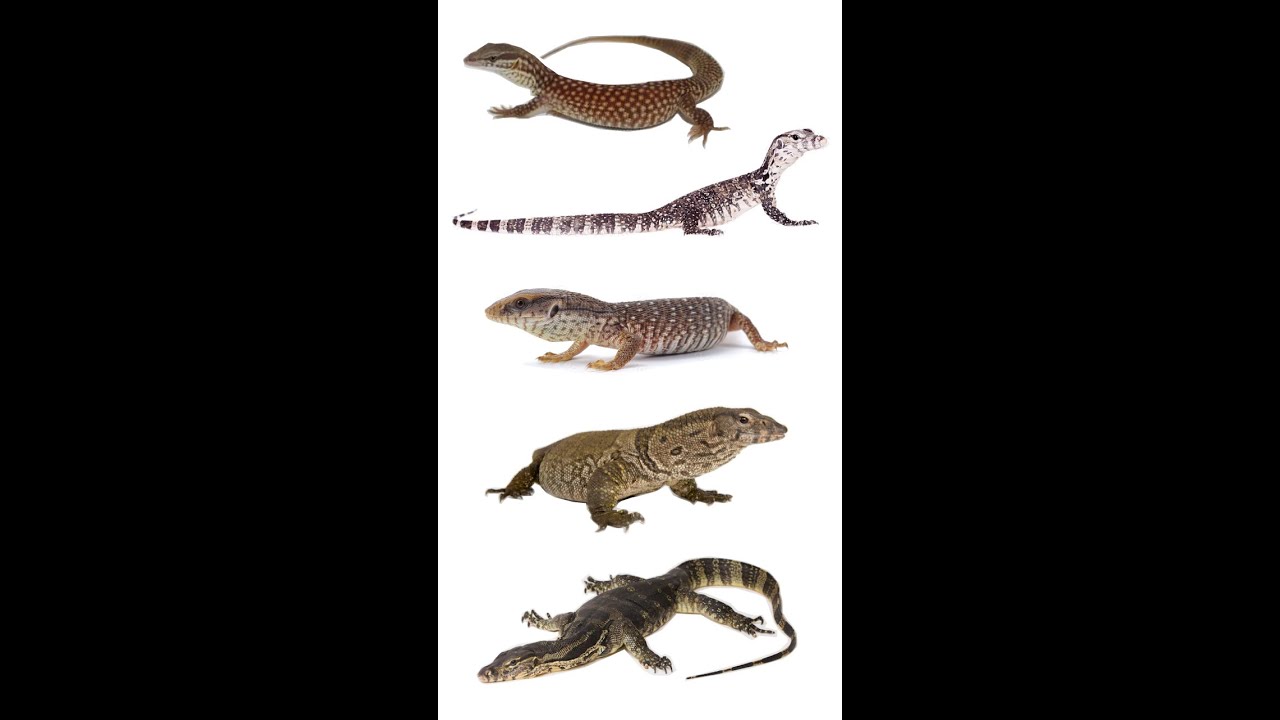 5 Best Pet Monitor Lizard Species monitorlizards edushorts YouTube