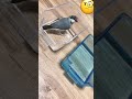 バードバスの蓋に水を入れてあげた結果（水浴び嫌いな文鳥）【Javasparrow】#shorts