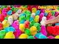 CRAZY MURGI chicks Painted rang | Egg hatched 1day Chicks BORN baby Choojon | Small birds for kids