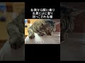 右側から膝に乗り左肩に登り抱っこされる猫がかわいい【元野良猫ピースケ】 #shorts #初老夫婦とねこ #元野良猫 #ピースケ