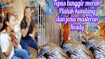 burung2 tepus tunggir merah platuk kundang masteran gacoran ada di sini