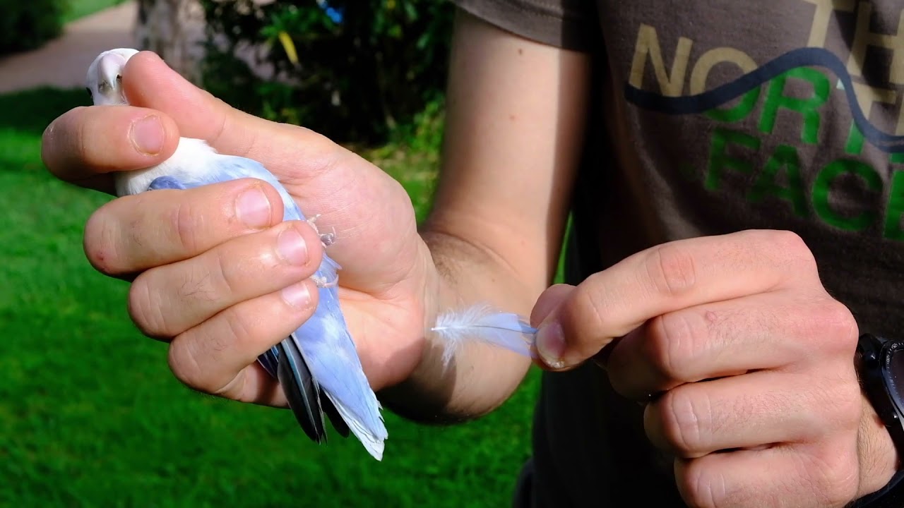 Campionamento piume psittaciformi e passeriformi