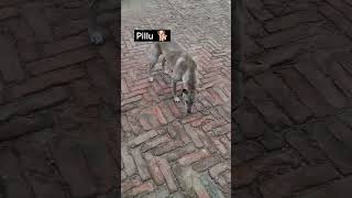 Desi Breed Free Mai Le Jao Jisko Bhi Chahiye