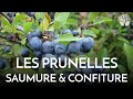 Prunelles du prunellier ou pine noire umeboshi