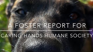 A Foster Report