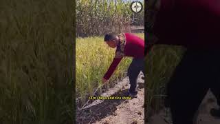 Sharp Sickle Can Quickly Cut Corn Stalks And Rice Straw