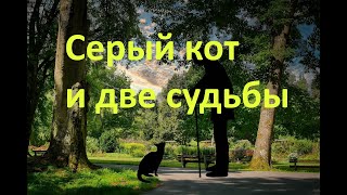 Серый Кот И Две Судьбы