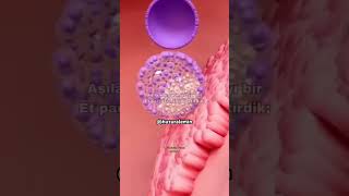 Mü'minûn Sûresi 12.13.14 Ayet Meali