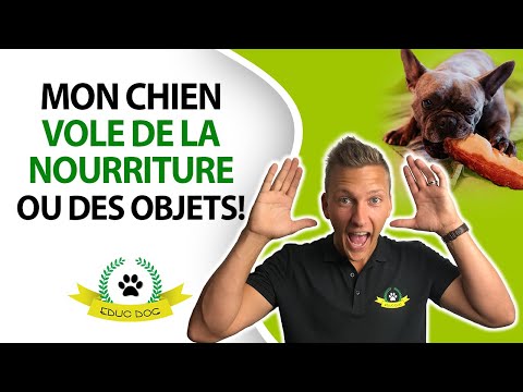 Vidéo: Comment voler avec votre chien