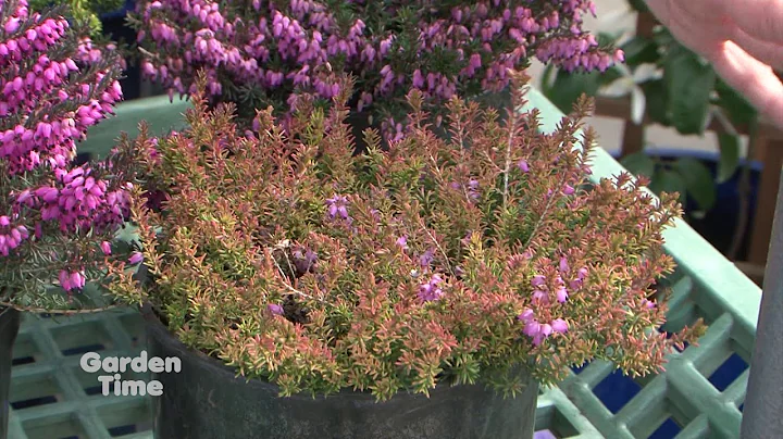 Spring Heathers
