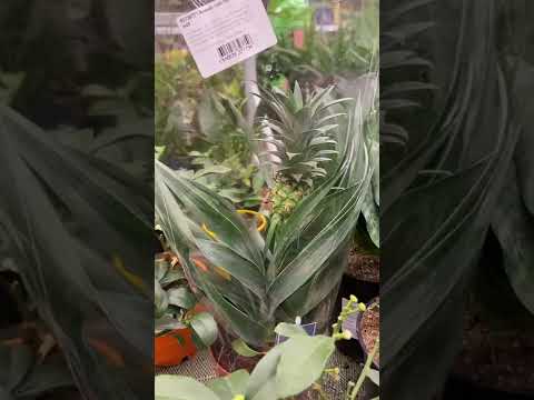 Как растёт ананас! Как вырастить ананас 🍍