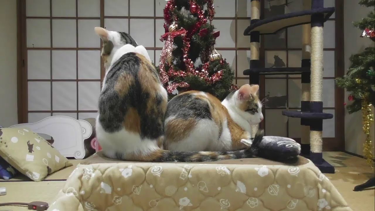 みけねこ三姉妹と夕飯 年12月16日 Youtube