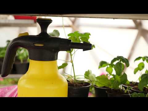Video: Cum Să Udăm în Mod Corespunzător Plantele Din Grădină și Grădină De Legume?