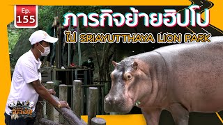 ภารกิจย้ายฮิปโปจากสวนสัตว์เปิดเขาเขียวสู่ Sriayutthaya Lion Park - เพื่อนรักสัตว์เอ้ย EP.155