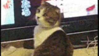 Dramatic Look Cat