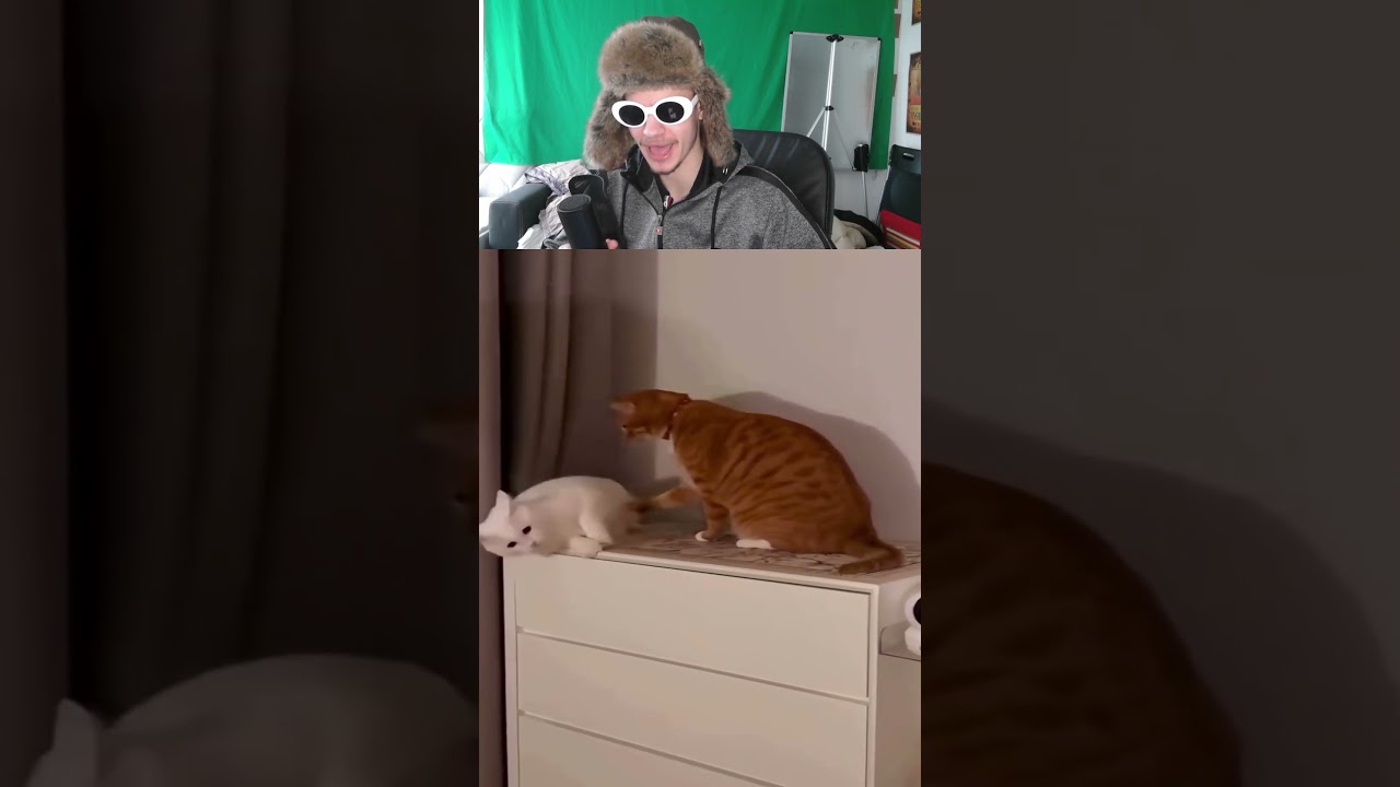 Katzen machen Guck Duell