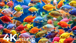 DREAM AQUARIUM 4K - Marine Life, Sea Animals and Coral Reef - Fish Tank Sounds for Deep Sleep #92