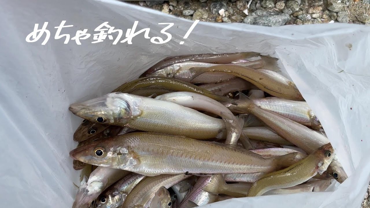 アタリが止まらない初夏のキス釣り！＠釣りに行こうか