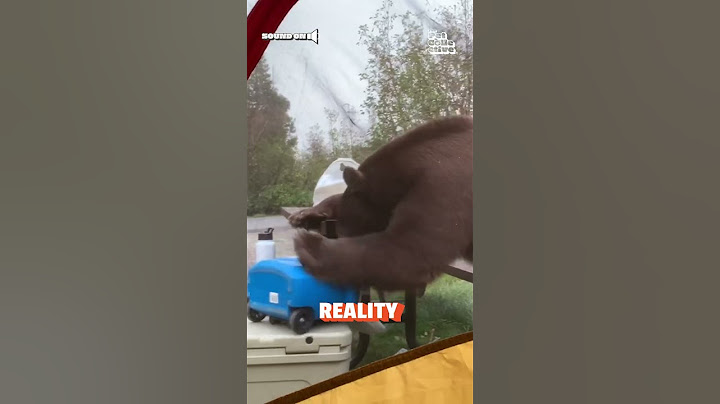 Hilarious Bear Crashes Campsite!