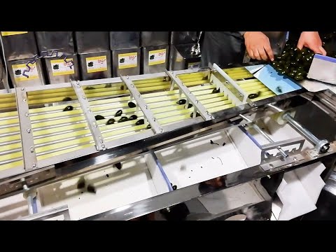 Fruit & Vegetable Sorting Conveyor | Automatic Sorting & Inspection Machine
