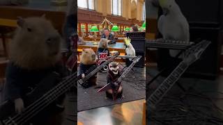 Animals Formed a Heavy Metal Band 🤘😂