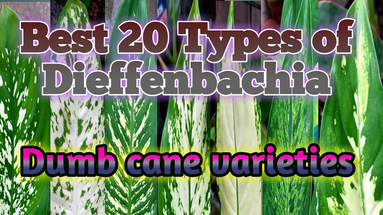 Dieffenbachia or Dumb cane varieties | Types of Dieffenbachia