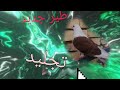 طير جديد تجليد دخل وشوف