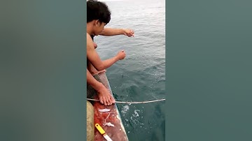 Câu cá biển cà mau