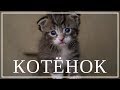 Стихотворение "Котёнок" (автор Маша Попова)