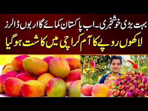 The World's Most Expensive Mango: Pakistan's Miyazaki Success Story | Miyazaki mango price