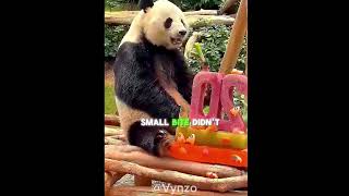 Chuto Turns 20… But He Wants a LIKE! 🐼😂