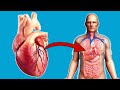 This is what happens to your heart when you exercise every day  unbelievable 