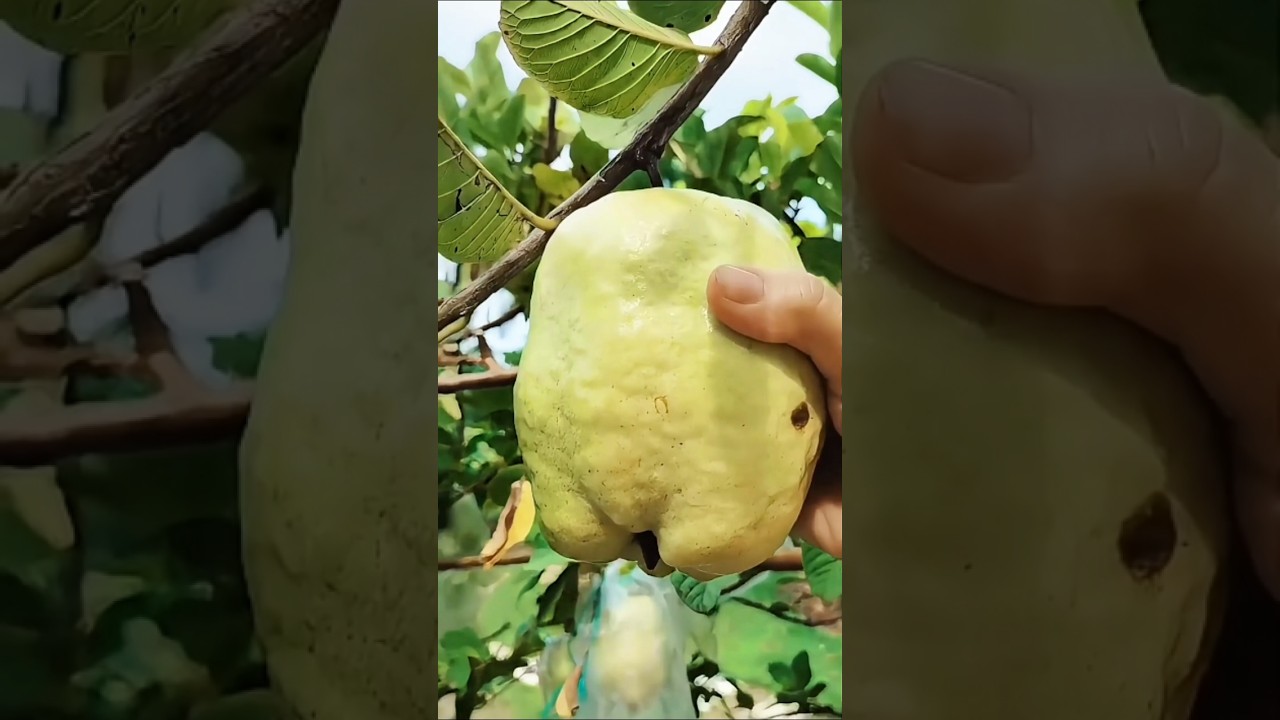 "It's bigger than my fist, Cutting fresh fruit 