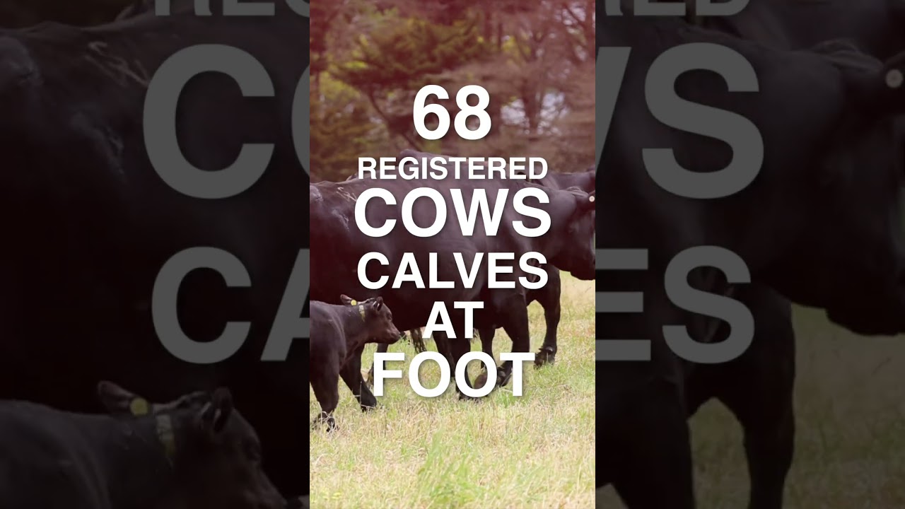 Murdeduke Angus 2025 Female Cows Sale | November Social Media Preview