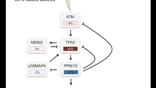 DNA damage checkpoint and p53