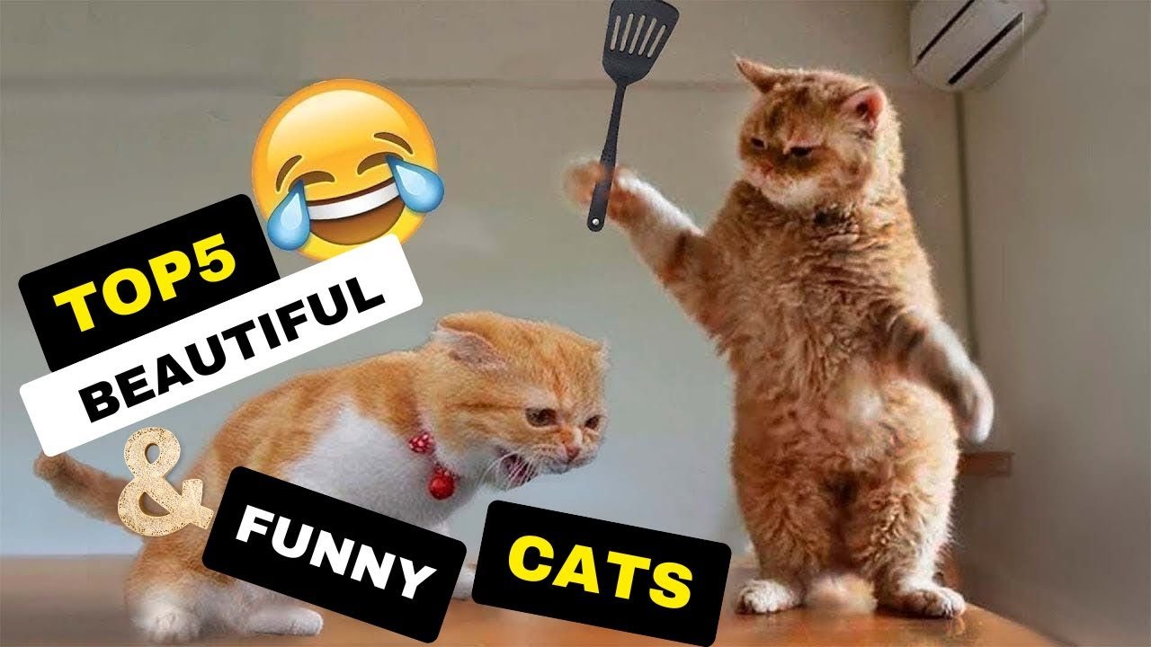 Top 5 Pets That Can Make You Happy YouTube