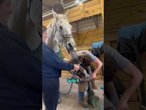 لماذا يضعون شريط ا لاصق ا على الفرس