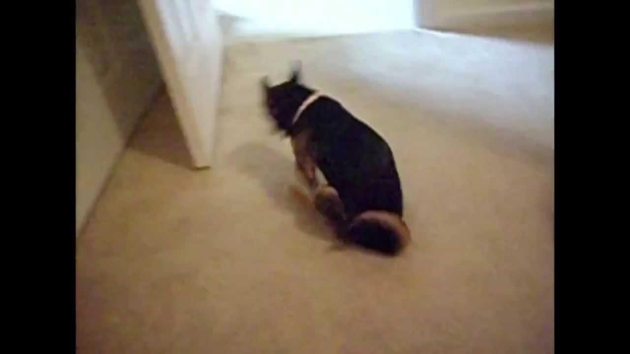 кот ездит по полу. попа на ковре. кот по ковру. кот катается по полу. толстый кот ползет.