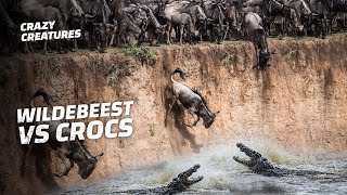 Wildebeests Take A Death Plunge Into Croc-Infested Waters
