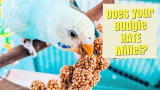 HOW TO GET YOUR BABY BUDGIE TO EAT MILLET SO IMPORTANT !!