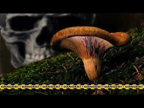 🔥 СВИНУШКА ТОНКАЯ | СМЕРТЕЛЬНАЯ ОПАСНОСТЬ | ПОЛНЫЙ ОБЗОР (PAXILLUS INVOLUTUS)