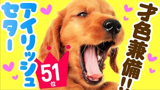 ❤️人気51位【アイリッシュ・セターってどんな犬？】子犬の価格や性格、寿命、飼いやすさは？ カワイイ動画でチェック！
