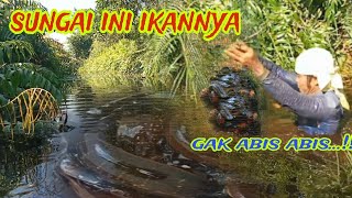 mau heran tapi ini kalimantan,ikan masih melimpah .