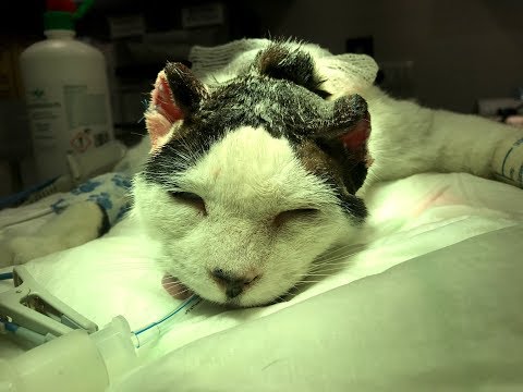 Video: Cáncer De Oído En Gatos