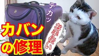 【猫動画】子猫が手作りDIYのお手伝い　キャリーバッグ　家猫 生活73日目　野良猫が幸せになるまでの動画＃121　Funny cats Kittens help handmade DIY Bag