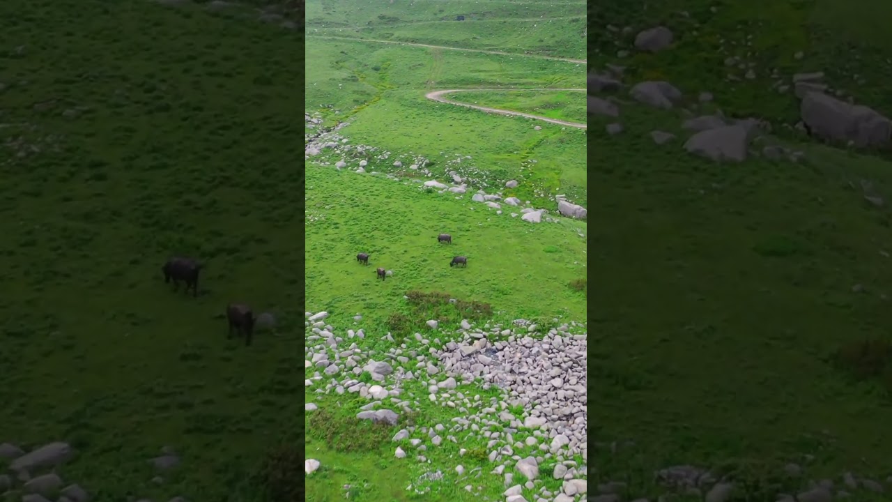 Sarthal Valley- Jammu @DesiWanderer #shorts #jammukashmir #jammu #sarthalvalley
