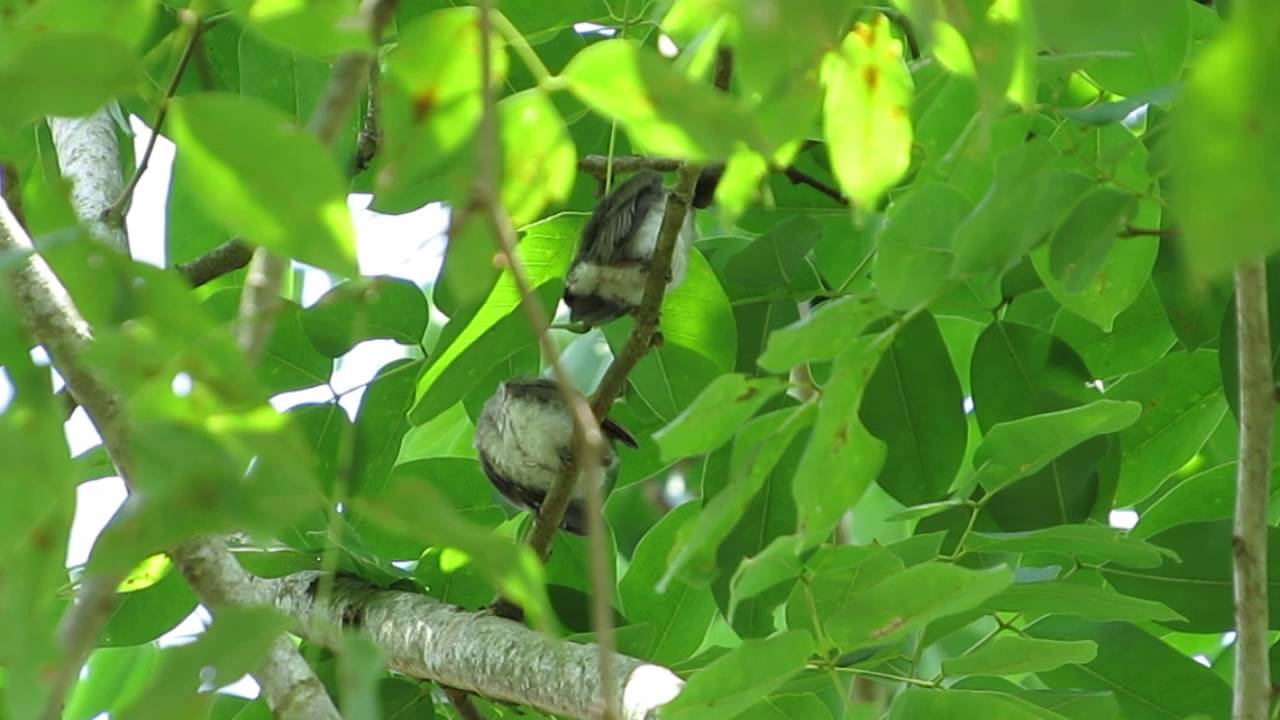 นกจับแมลงจุกดำ / Black-naped Monarch (Hypothymis azurea) kid 