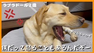 【ラブラドールレトリーバー】僕だって怒ることはある！のんびり大型犬が唯一怒る瞬間とは？ by ルパンのしっぽ 877 views 3 weeks ago 7 minutes, 35 seconds