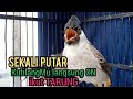 Suara Burung Kutilang Gacor ASLI Tanpa isian, Ampuh untuk Pikat Kutilang bikin kutilang Ribut TARUNG
